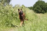 MALINOIS 791